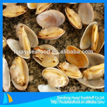 Gray Color Frozen Baby Clam